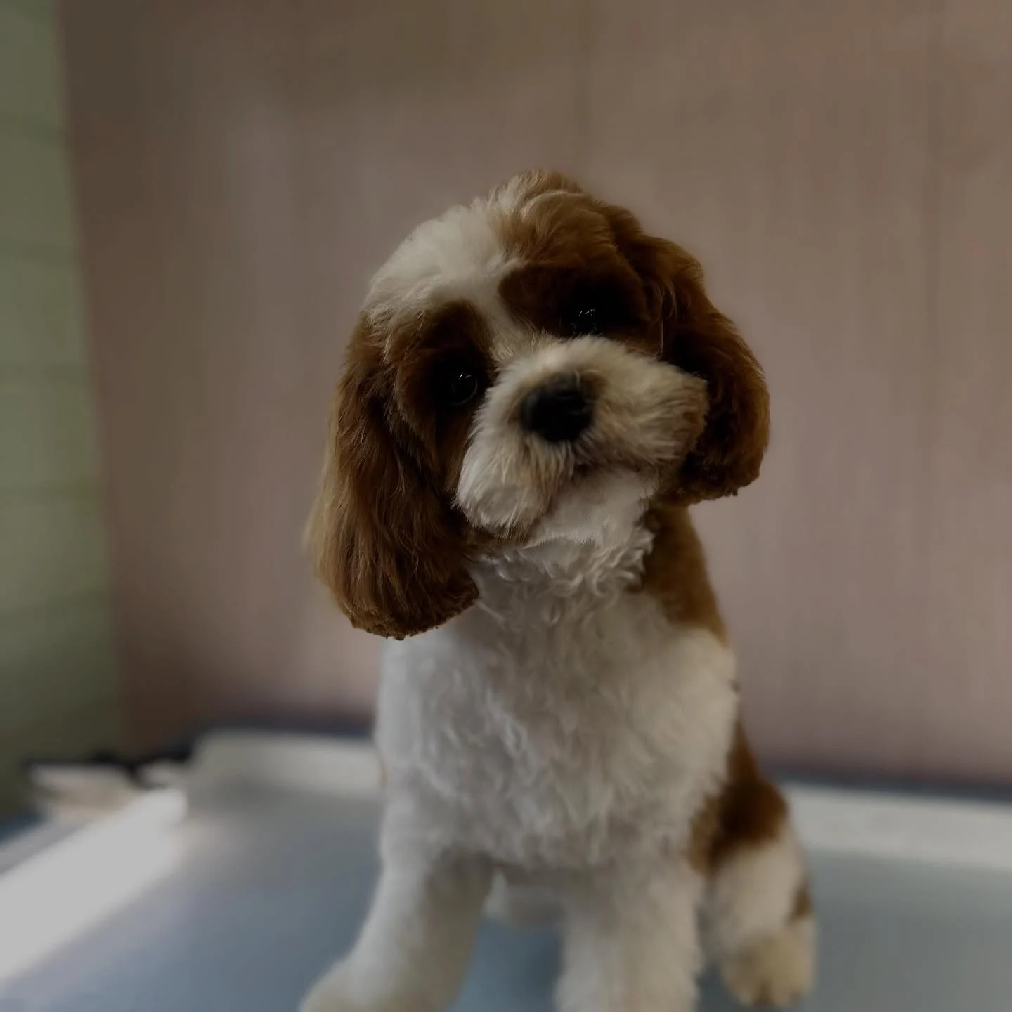 Red and white cavalier cross with a neat teddy cut sitting on the grooming table