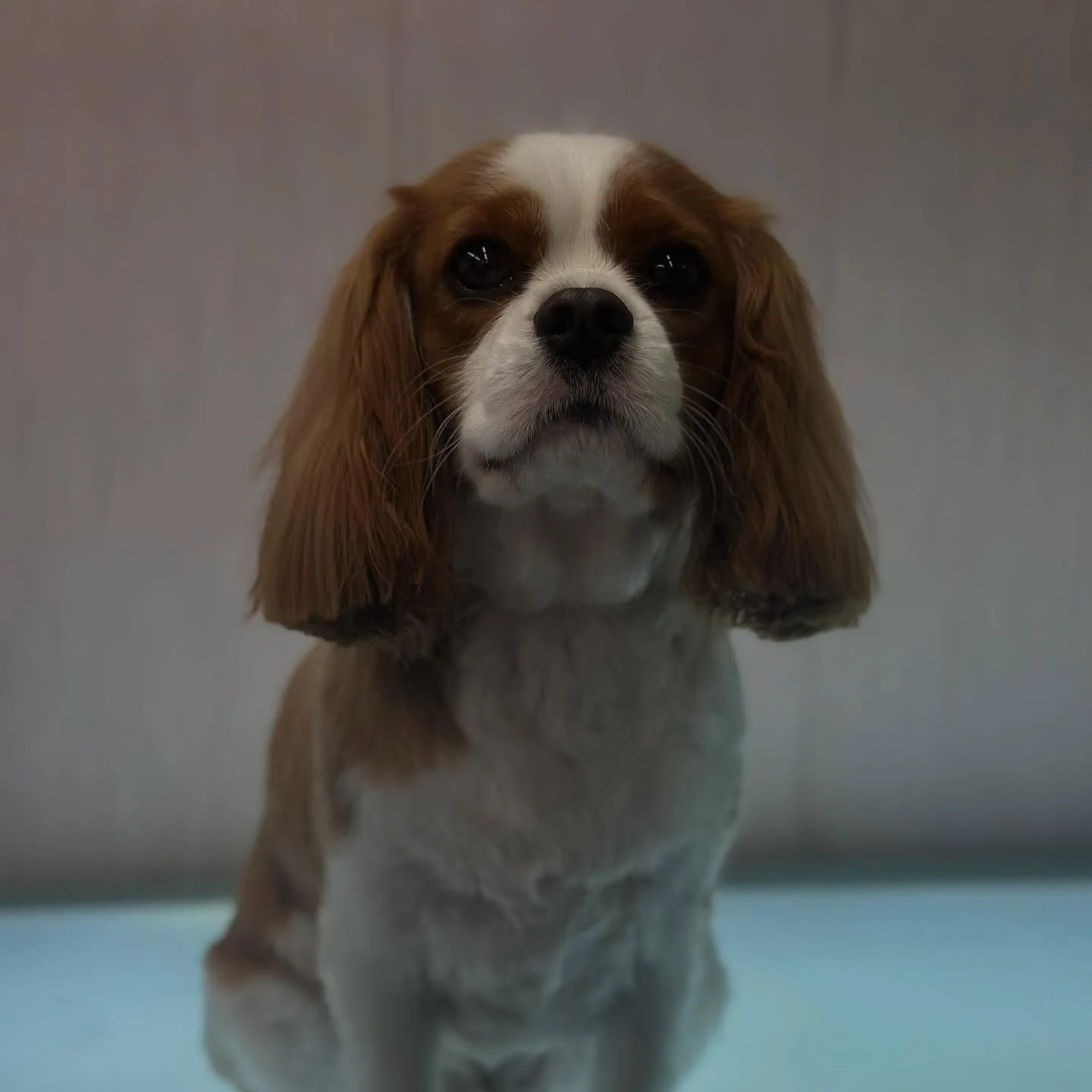 Cavalier King Charles spaniel sitting up on the grooming table