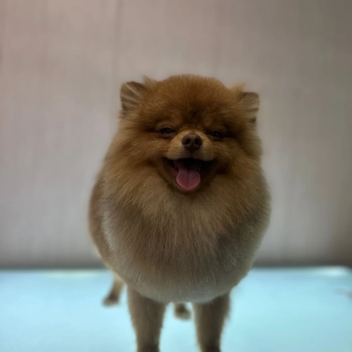 Fluffy Pomeranian with a golden coat and a smile