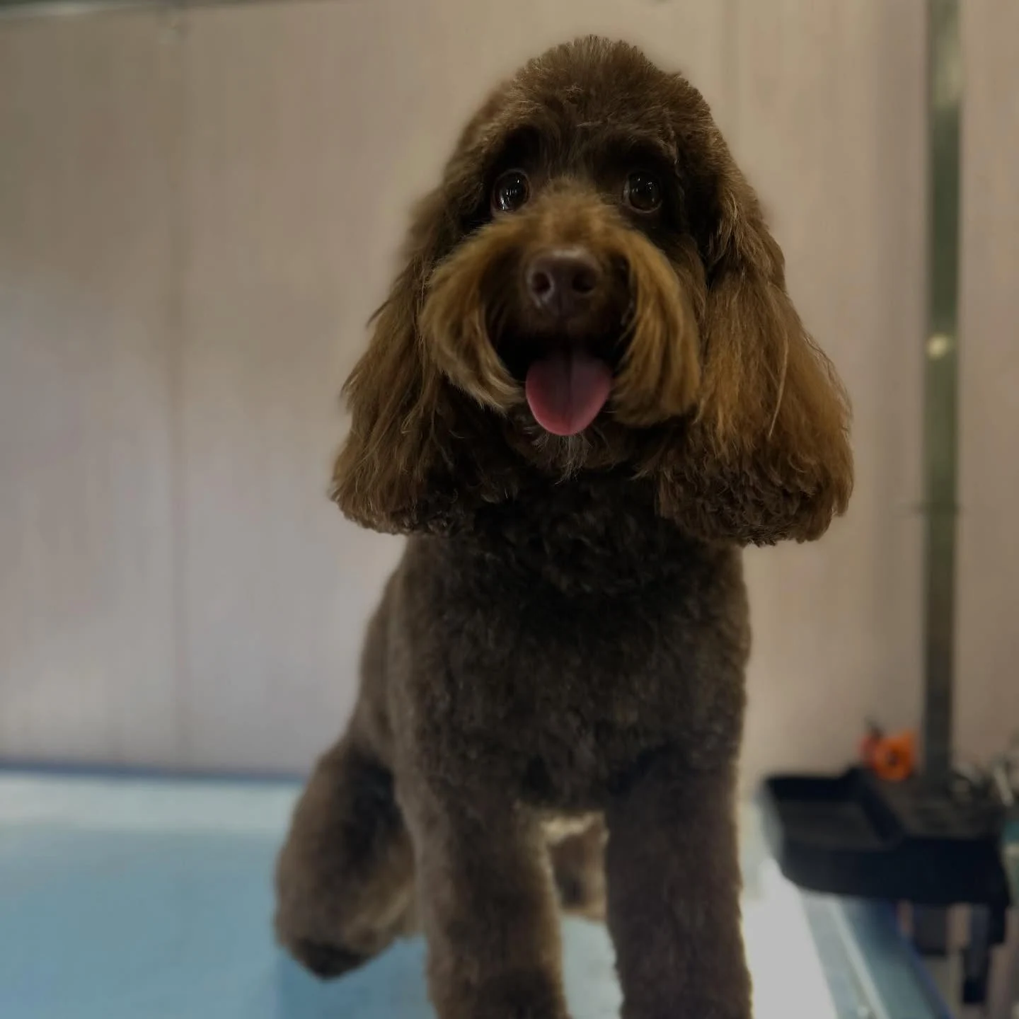 Chocolate cockapoo with long curly ears and tongue out