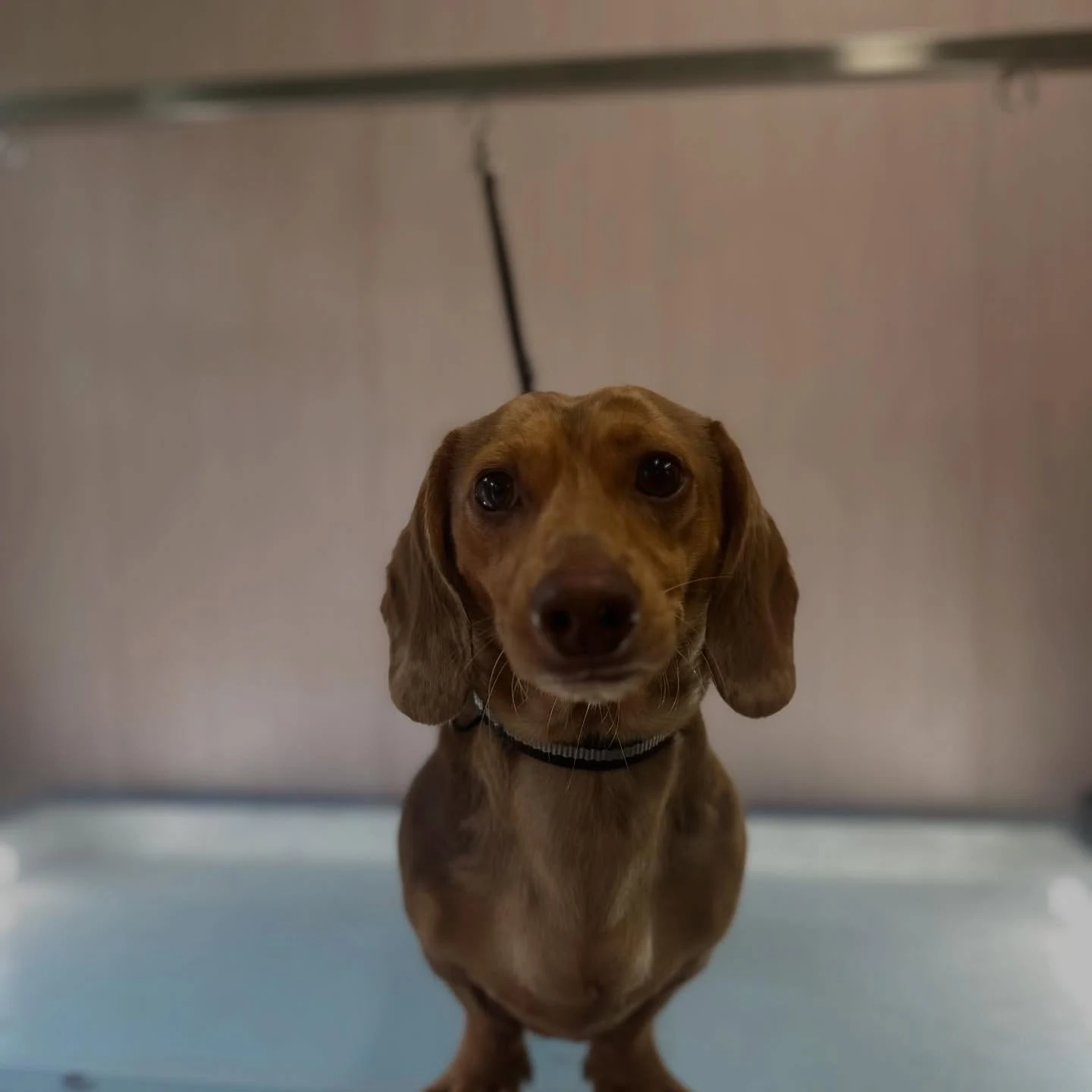Red dachshund sitting neatly on the grooming table