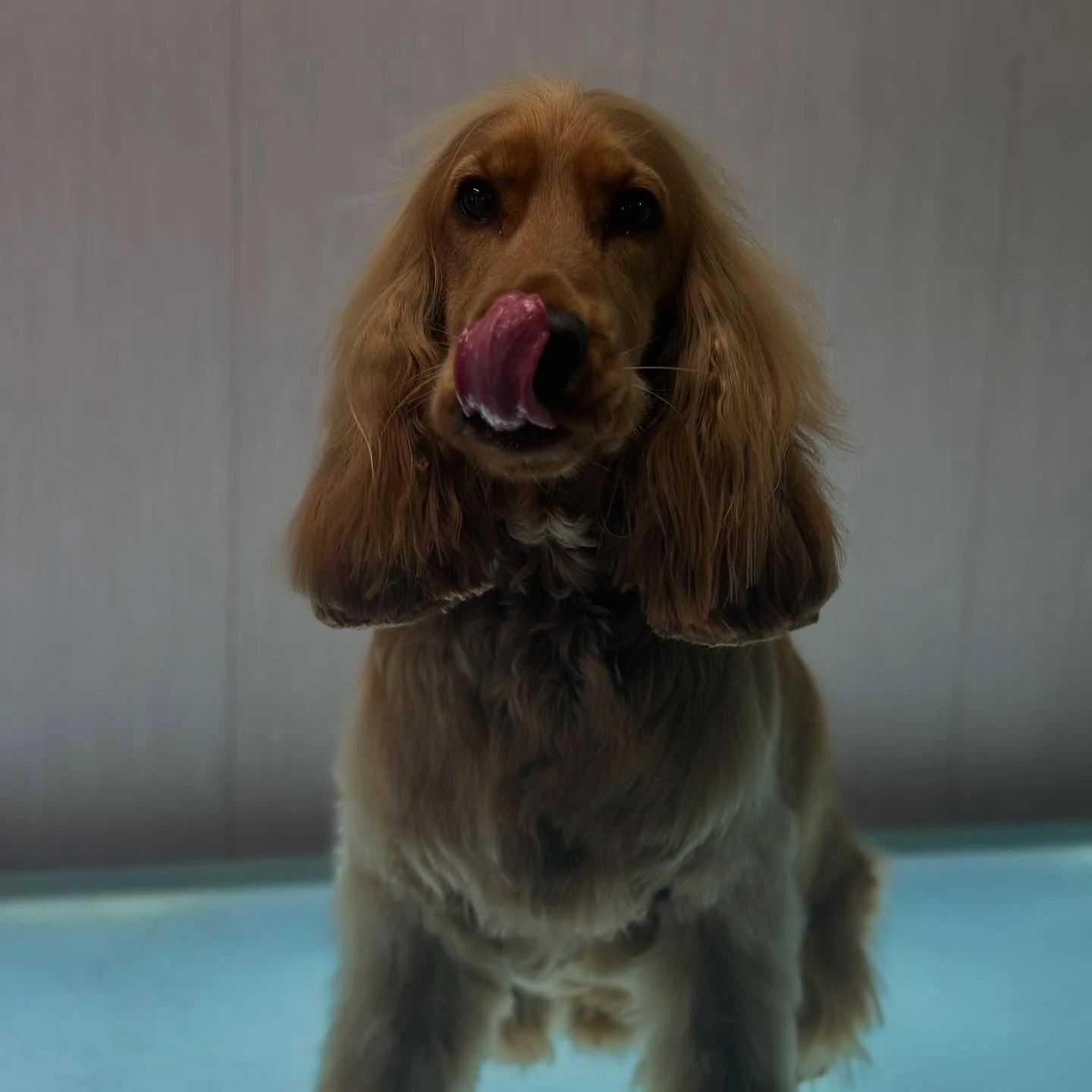 Red spaniel licking its lips after a groom