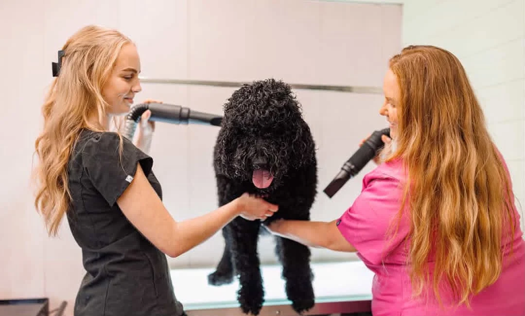 Two groomers blow-drying a black curly-coated doodle on the grooming table